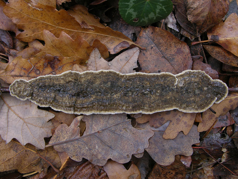 In bosco di Quercus cerris(4). (Lopharia spadicea)